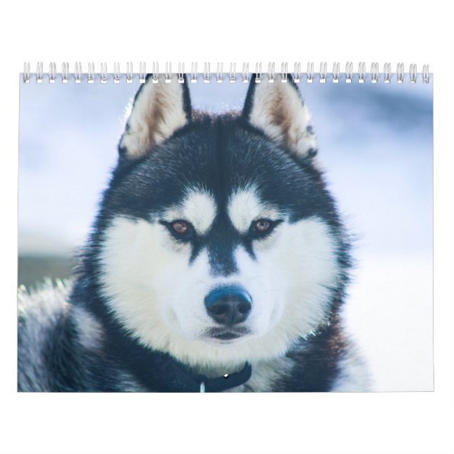 Kaeru Le Calendrier Husky (Protection)