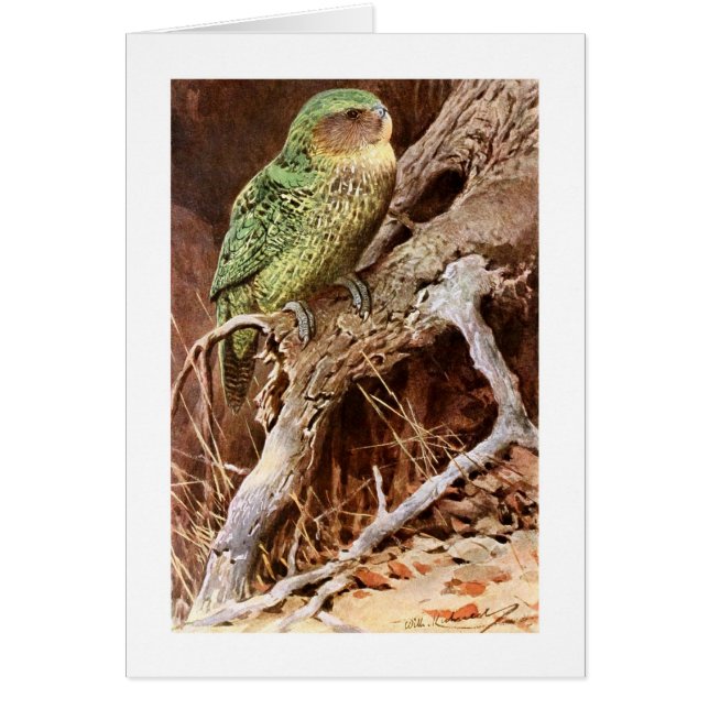 Kakapo (Devant)