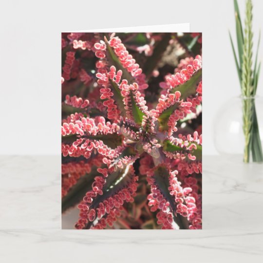 Kalanchoe Papillon S Envole Le Carte Pour Notes Zazzle Fr