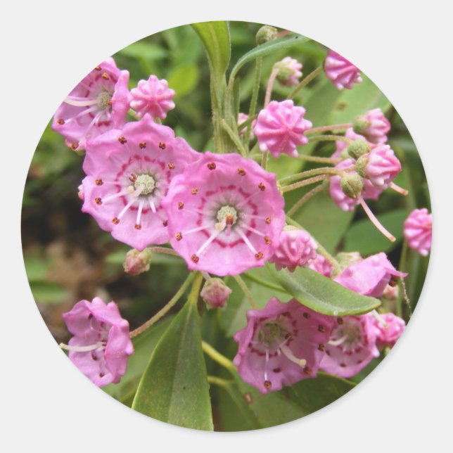 Kalmia 104 ~ autocollant (Devant)