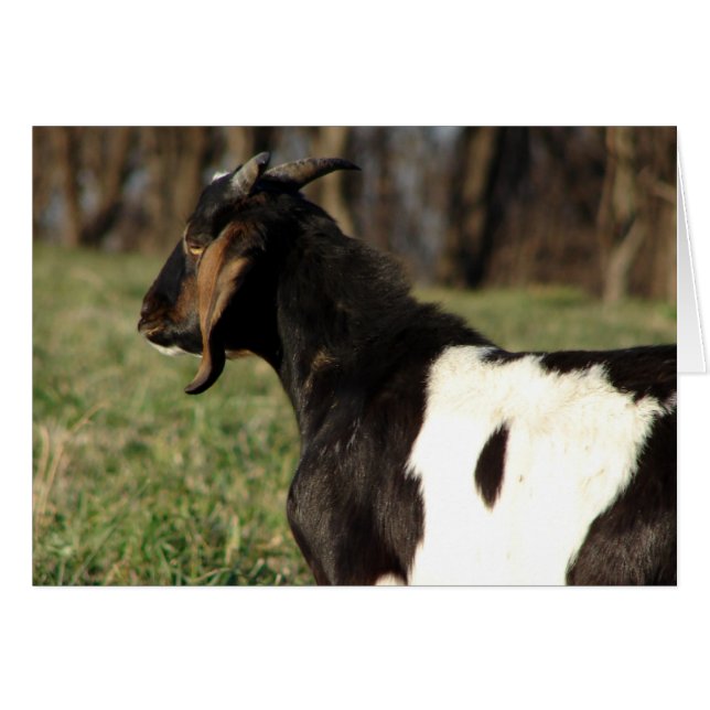 Kalvin (Devant horizontal)