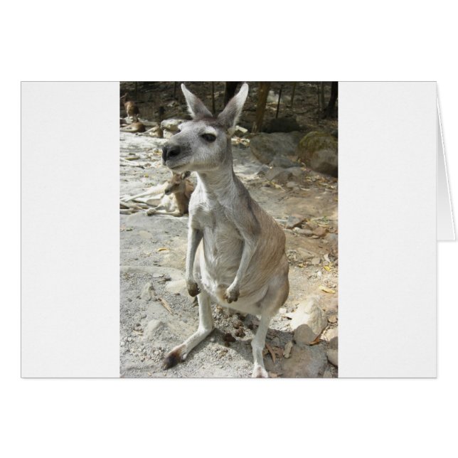 KANGAROO (Devant horizontal)