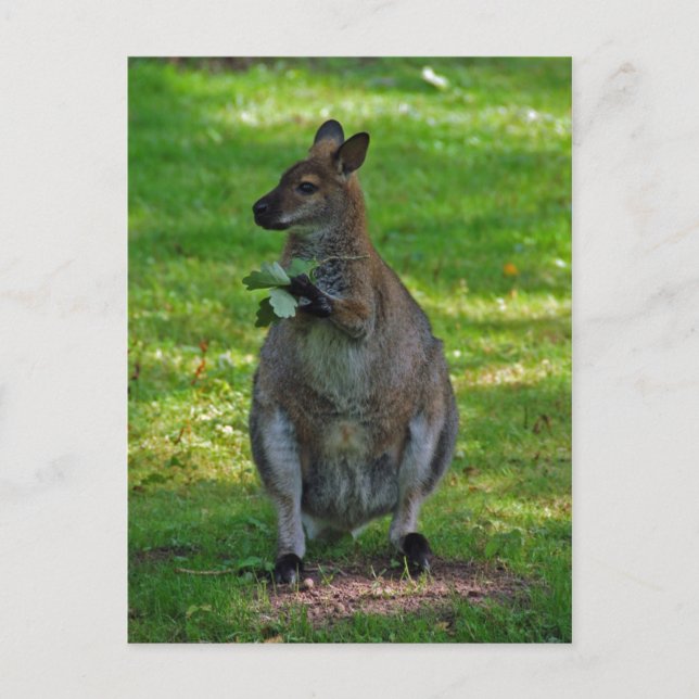 Kangaroo avec carte postale feuille de chênes (Devant)