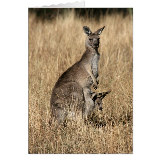 Kangaroo avec Joey bébé à Pouch (Devant)