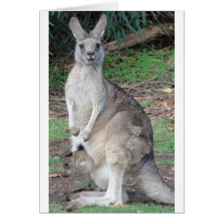 Kangaroo et Joey