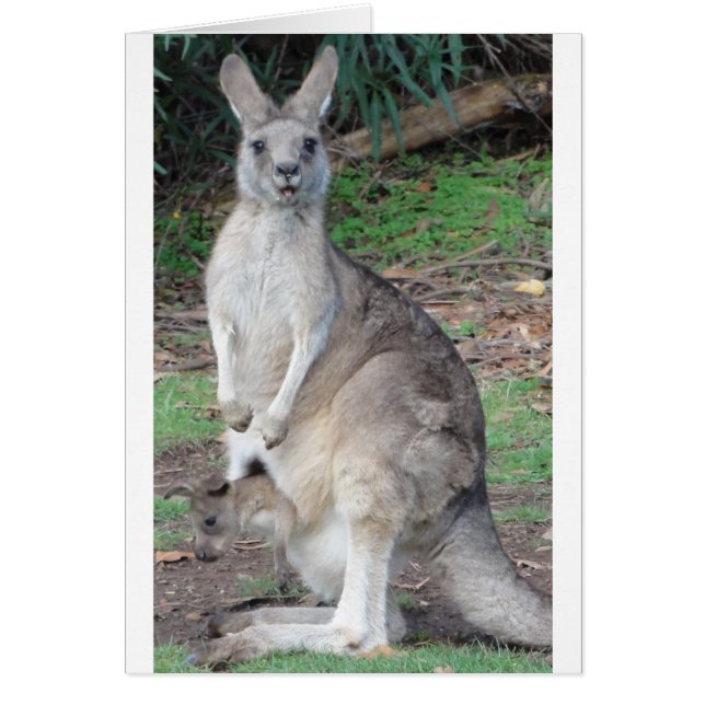 Kangaroo et Joey (Devant)