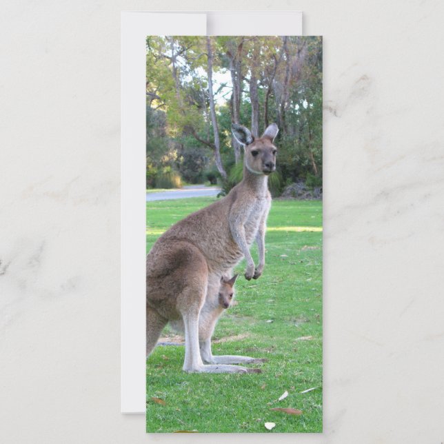 Kangaroo et Joey (Devant)