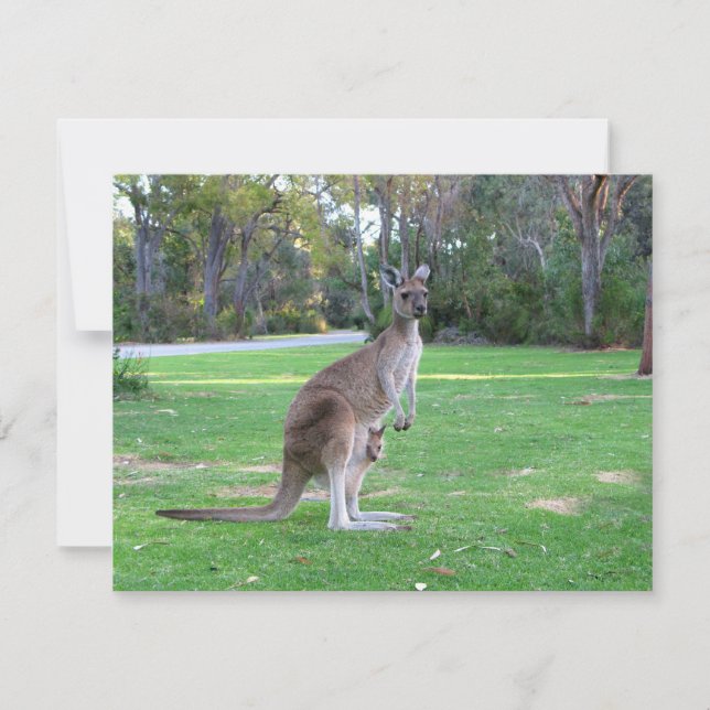 Kangaroo et Joey (Devant)