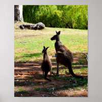 Kangaroo Et Son Joey, Poster
