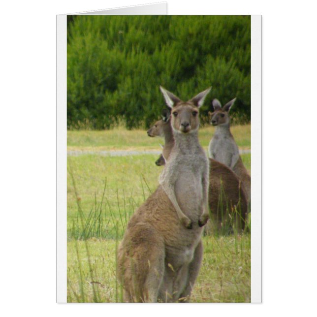 Kangaroo Paddock (Devant)