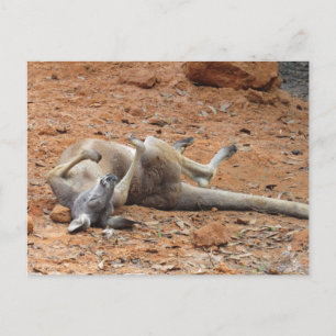 Kangaroo Rolling / Jouer dans la carte postale