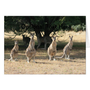 Kangaroos dans une rangée