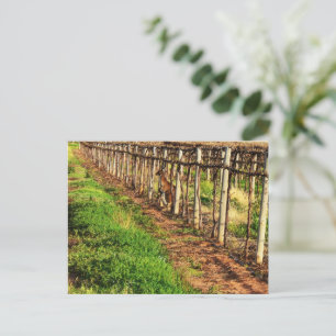 Kangourou Avec Joey Dans Grapevines, Carte Postale