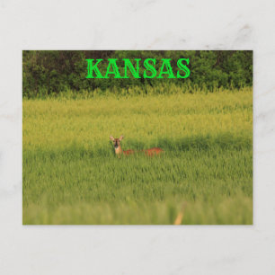 Kansas Deer dans une carte postale de blé.