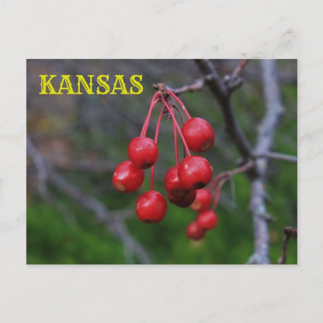 Kansas Red Berries fermer la carte postale (Devant)