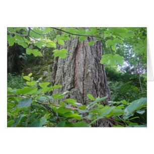 Karte5, Baumstamm/Blätterkranz, Kartenserie Wald