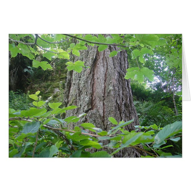 Karte5, Baumstamm/Blätterkranz, Kartenserie Wald (Devant horizontal)