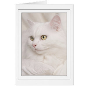 Kater d'angora turque blanche