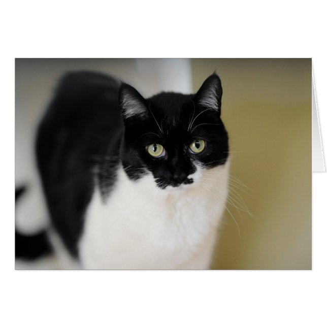 Katie Kitty (Devant horizontal)