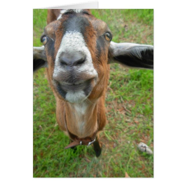 keepin mon espace ! Mariah la carte de chèvre (Devant)