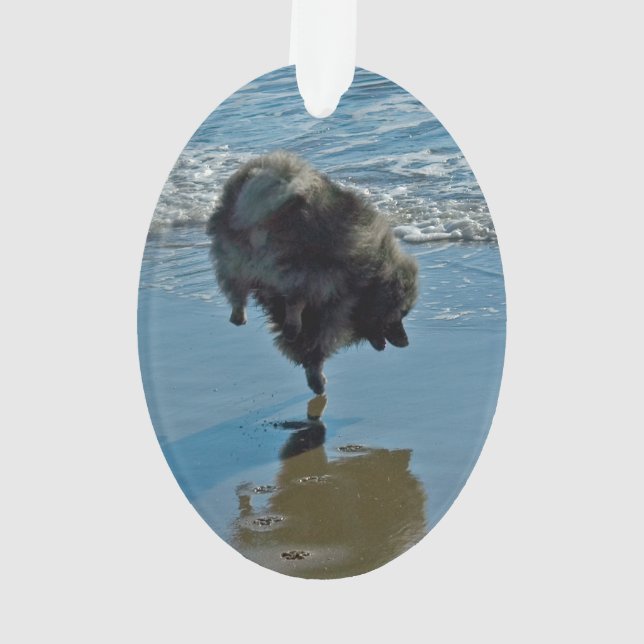 Keeshond Ballet Photographie - Joli chien d'origin (dos)