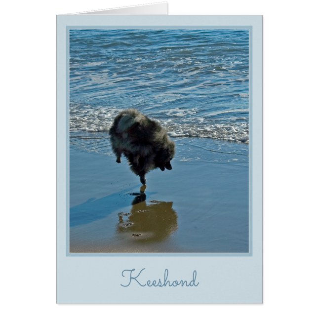 Keeshond Ballet Photographie - Joli chien d'origin (Devant)