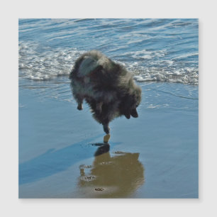 Keeshond Ballet Photographie - Joli chien d'origin
