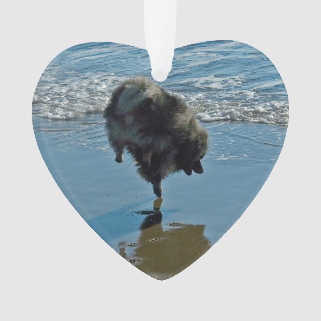 Keeshond Ballet Photographie - Joli chien d'origin (devant)