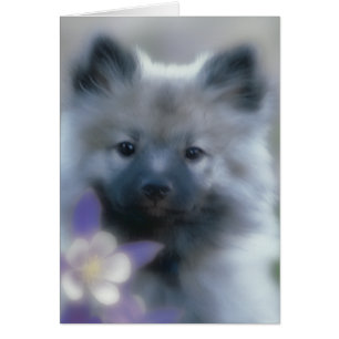 Keeshond et Columbine - Photo de chien