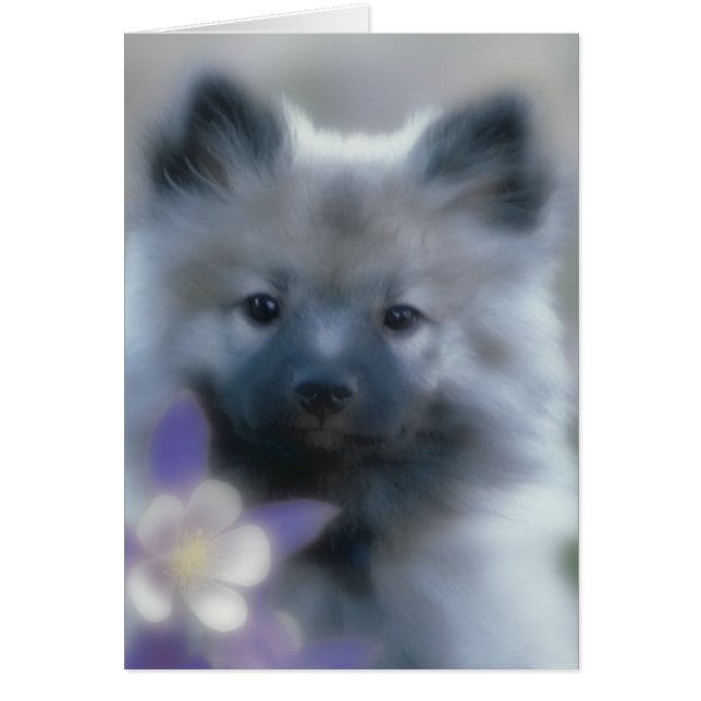Keeshond et Columbine - Photo de chien (Devant)