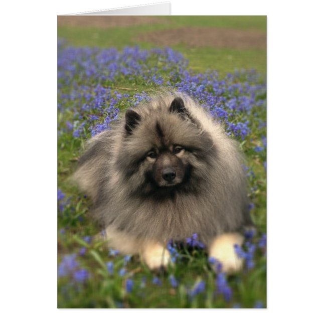 Keeshond et Fleurs (Devant)