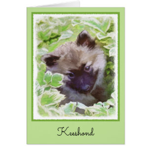 Keeshond Puppy in the Garden Peinture Art original