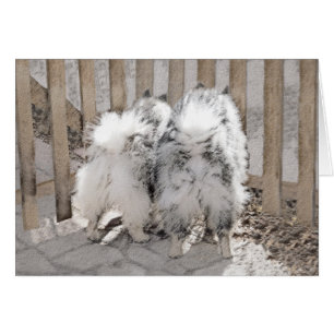 Keeshonds at the Gate Painting - Original Dog Art