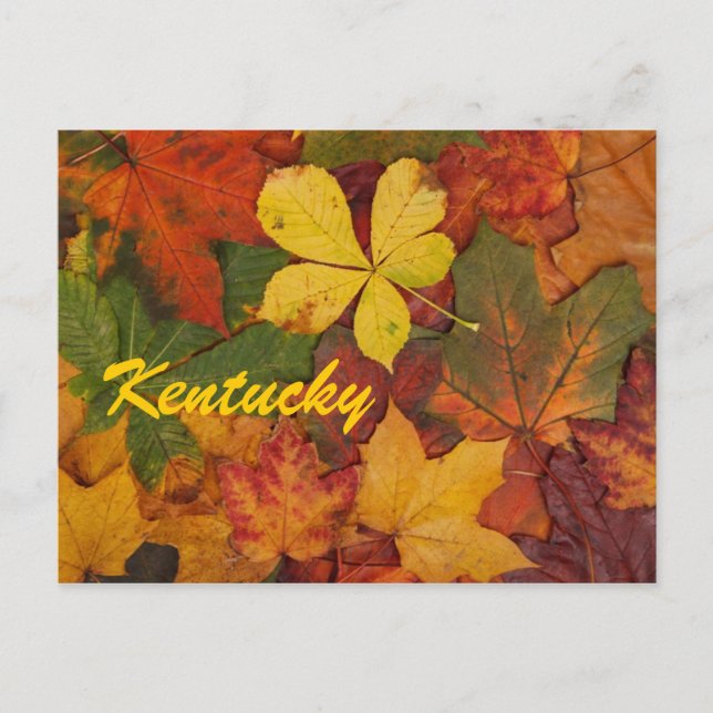 Kentucky Automne Feuilles Carte postale (Devant)