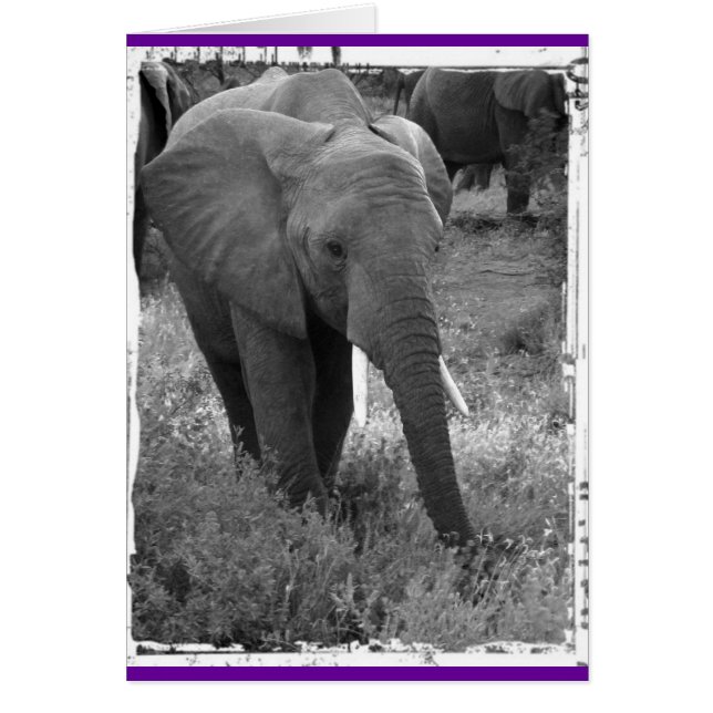 Kenya Elephant - Noir & Blanc (Devant)