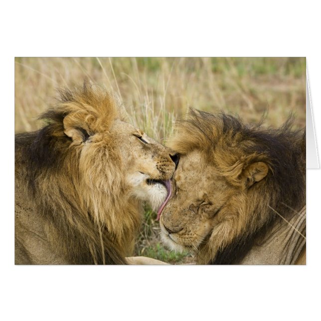 Kenya, Masai Mara (Devant horizontal)