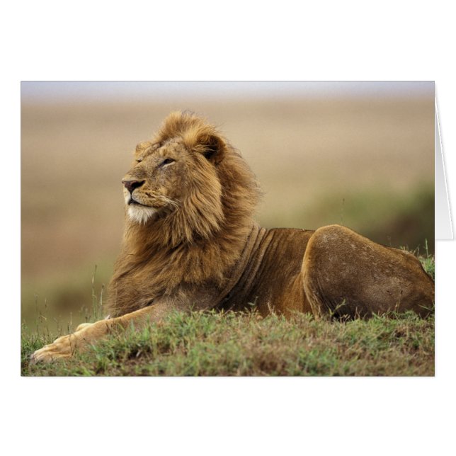 Kenya, Masai Mara | Lion mâle (Devant horizontal)