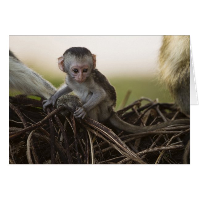 Kenya, réserve de gibier de Samburu. Singe Vervet (Devant horizontal)