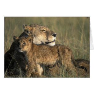 Kenya, réserve de gibier Masai Mara, lionne