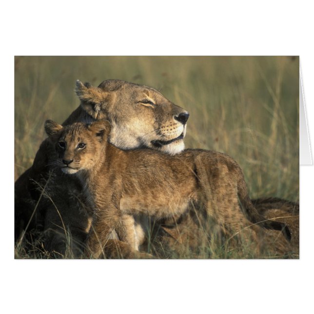Kenya, réserve de gibier Masai Mara, lionne (Devant horizontal)