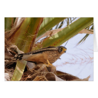 Kestrel, Turmfalke, falco tinnunculus