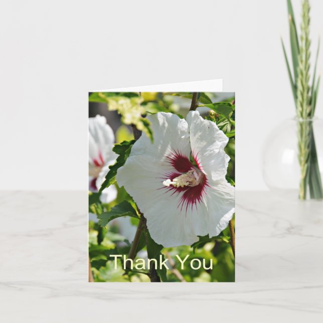Ketmie de fleur sauvage, Merci (Devant)