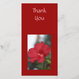 Ketmie de rouge de Merci