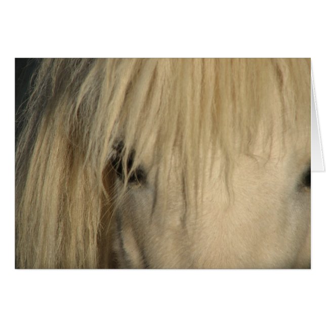 Khalif (Devant horizontal)