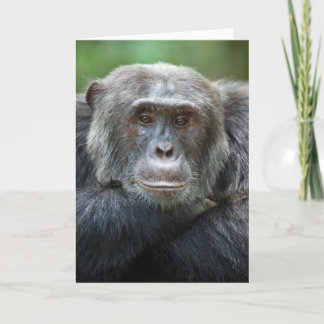 Kibale Chimpanzee Carte de voeux - Portrait mascul