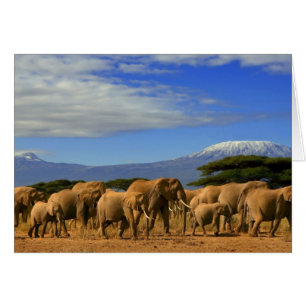 Kilimanjaro et éléphants