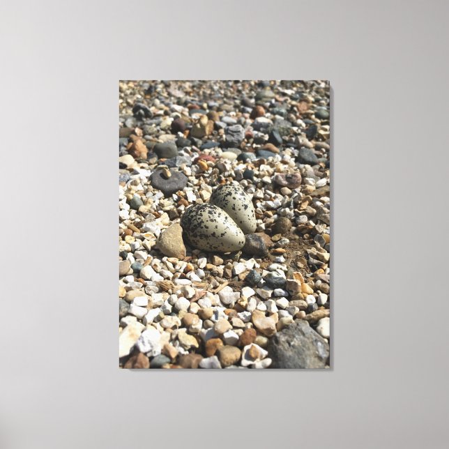 Killdeer Nest & Oeufs Photo sur toile (Recto)