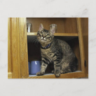Kimber en carte postale