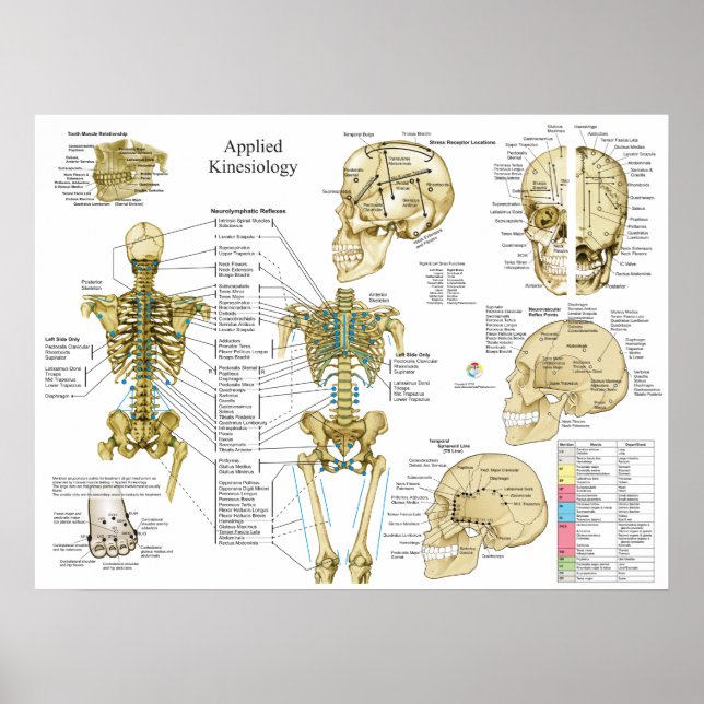 Kinéiologie appliquée Chiropratique Poster (Devant)