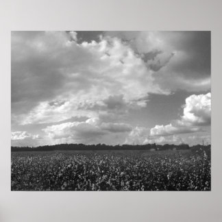 King Cotton Landcape Black & White Poster Imprimer
